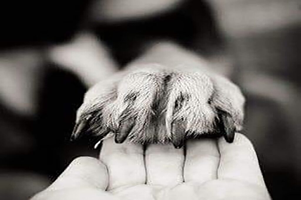 descrizione immagine